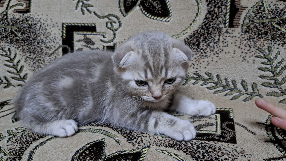 Продам  шотландского котенка