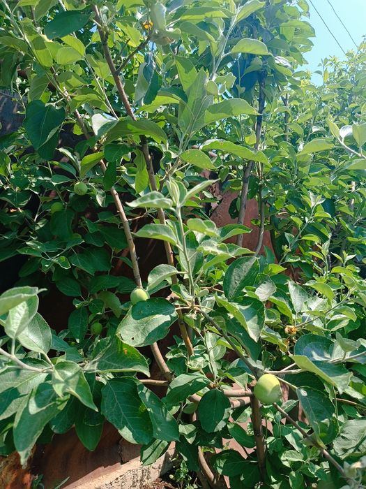 Дом в центре Жилянки