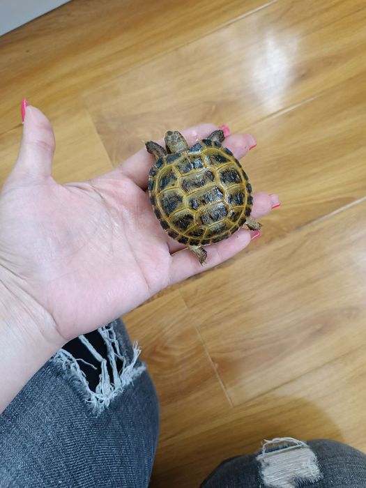 тошбака черепашки маленькие