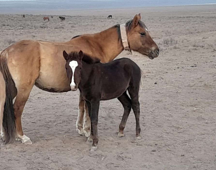 Тай шығар Жабағылар сатылады