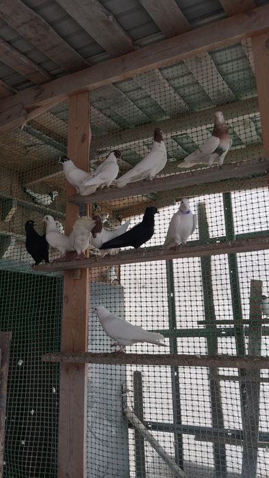 Продам голубей бокинцы