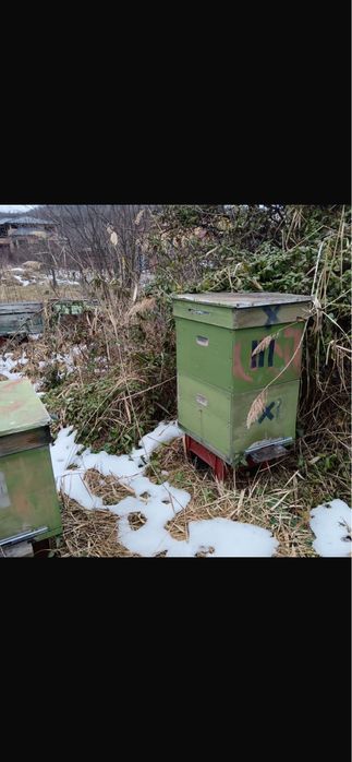 Lazi stupi de albine cu rame cladite