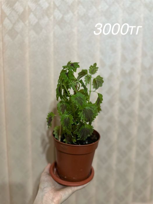 Үйде өсіріліп жатқан гүлдер сатылады