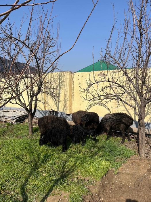 3 қозылы қой, бағасы 1 басқа алғанда