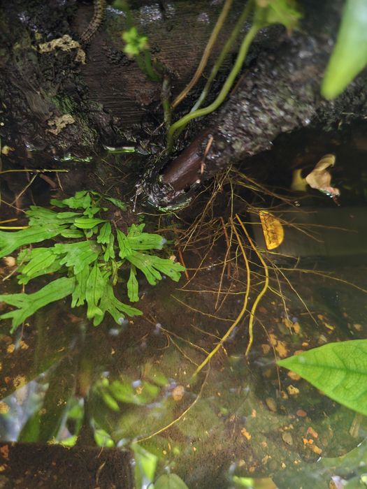 Паллюдариум, флорариум