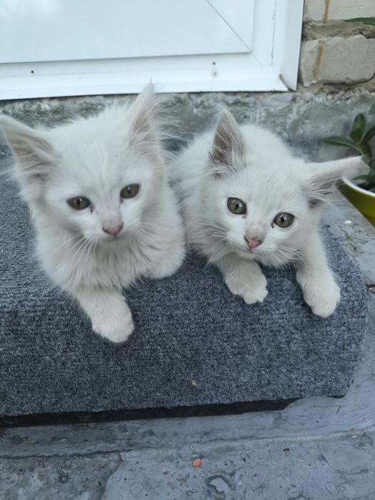 Отдам котят, белые, мальчики!