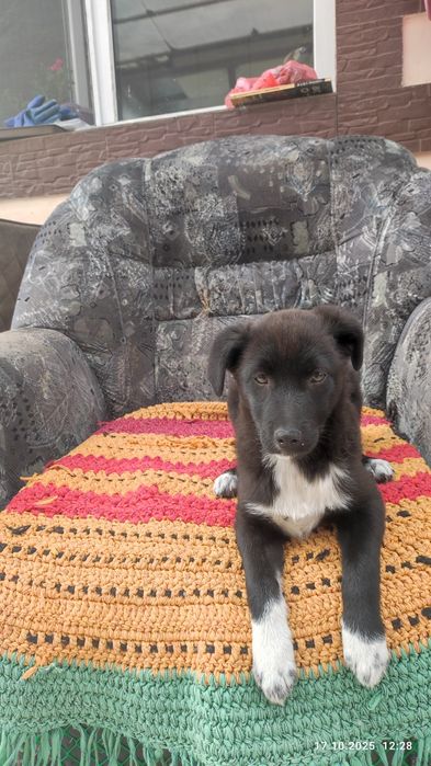 В добрые руки два щеночка девочки