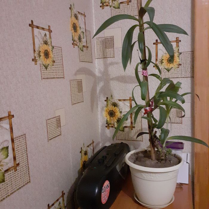 Продам комнатный цветок Рео