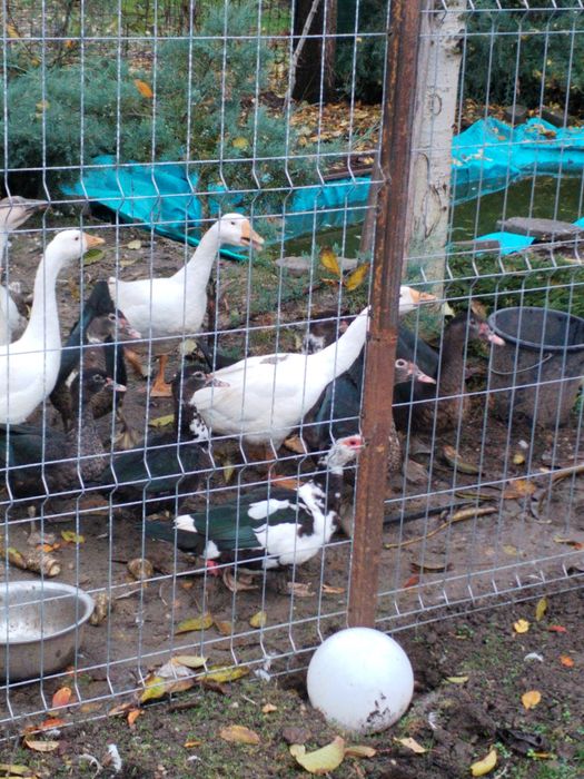 Vand Gaste si rate  mute