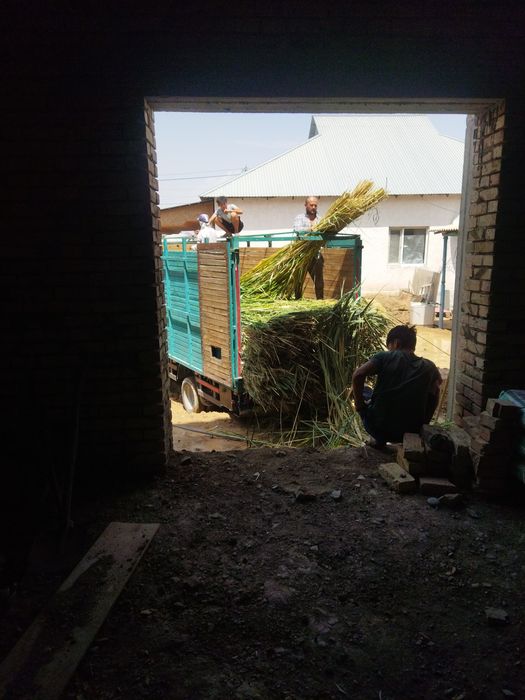 қамыс баубар бағасы 250тг