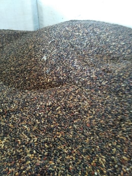 Семена суданки.Чистые. Сено