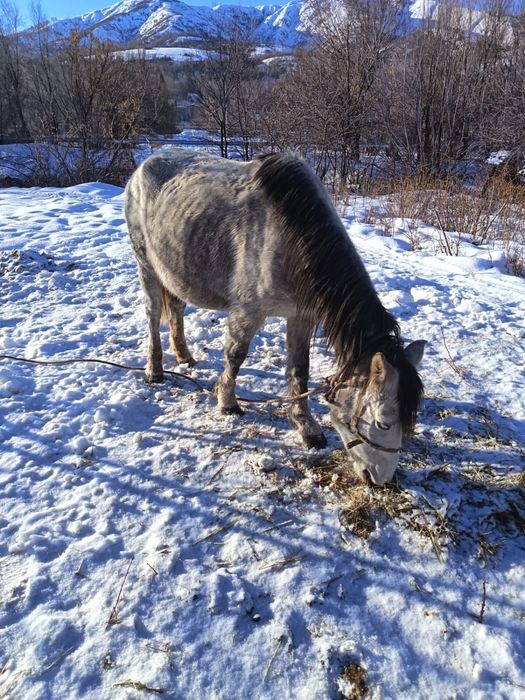 Жуас бие сатылады