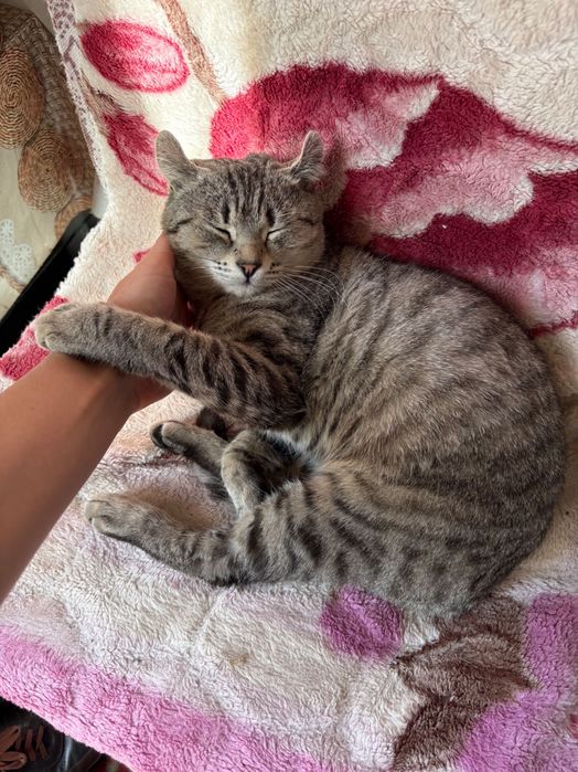 Отдам кота бесплатно