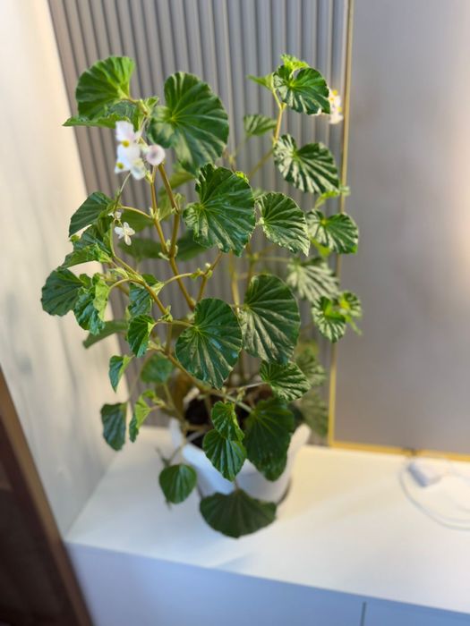 Продам комнатные цветы: фикус и бегунья