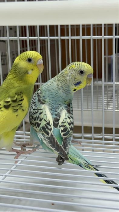 Волнистый попугай