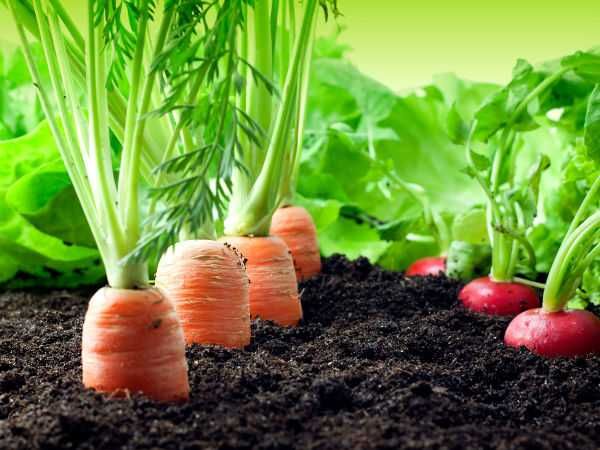Pamant negru vegetal