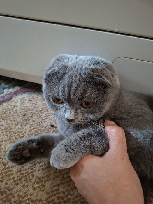 Продаются котята породистые