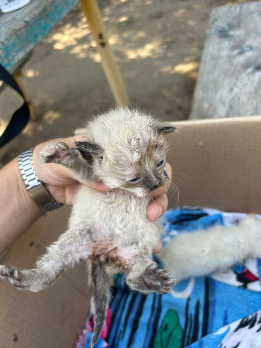 Отдам маленьких клубочков кот кошка