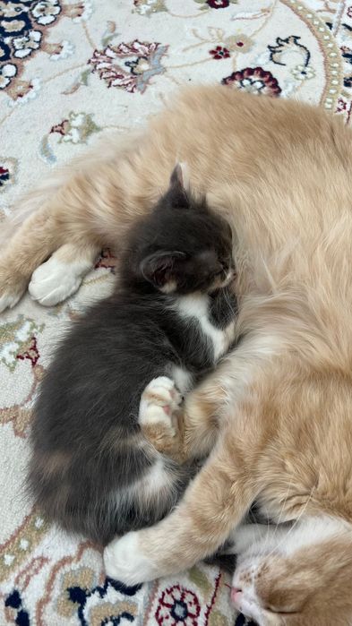 Котенок в добрые руки