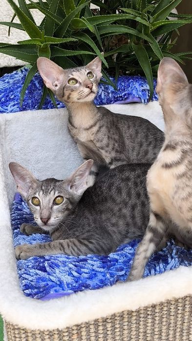 Очень Редкие ГОЛУБЫЕ ( леопардовые )  Ориенталы