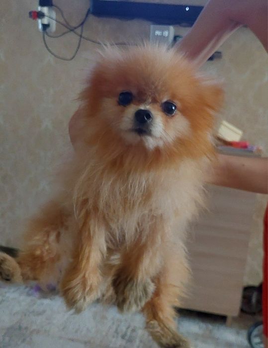 Шпиц добрый мальчик