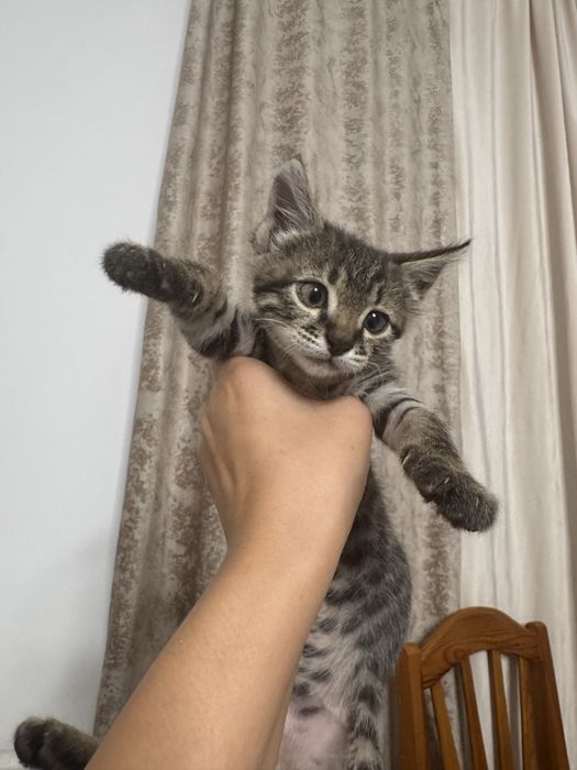 Отдам котенка в добрые руки