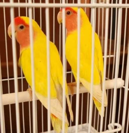 Продажа неразлучники попугай
