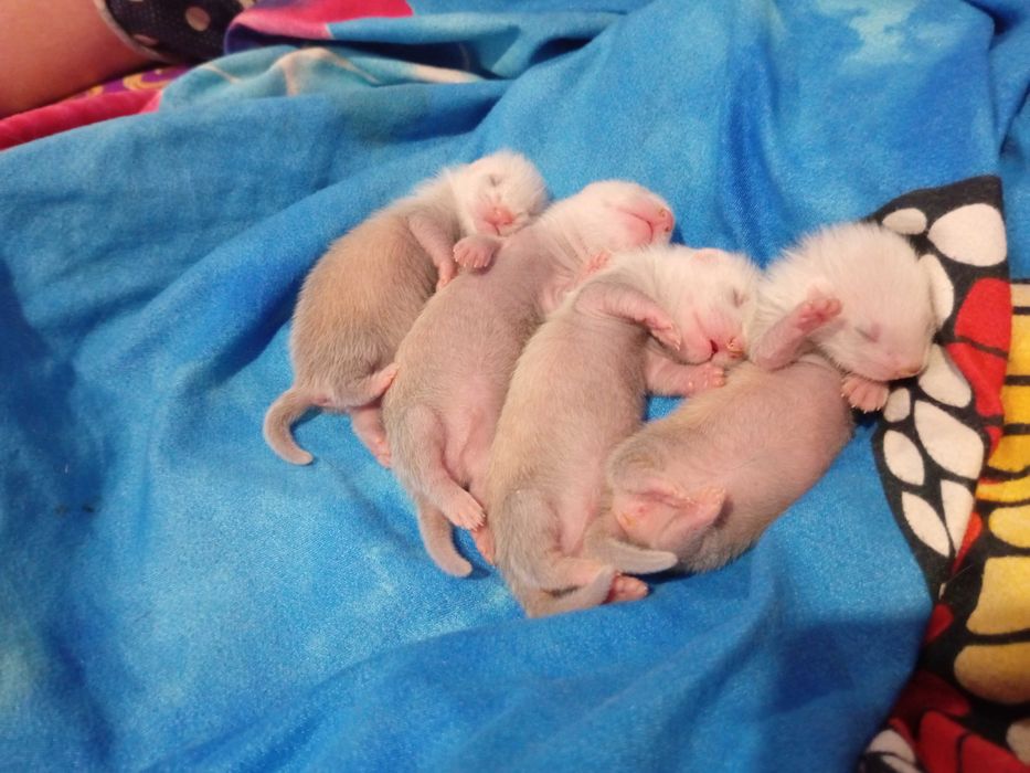 Продам хорьков малышей