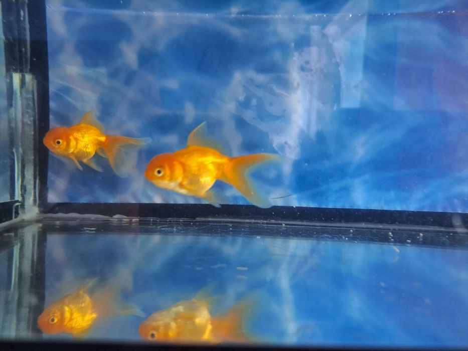 Продаю рыбок Аранды