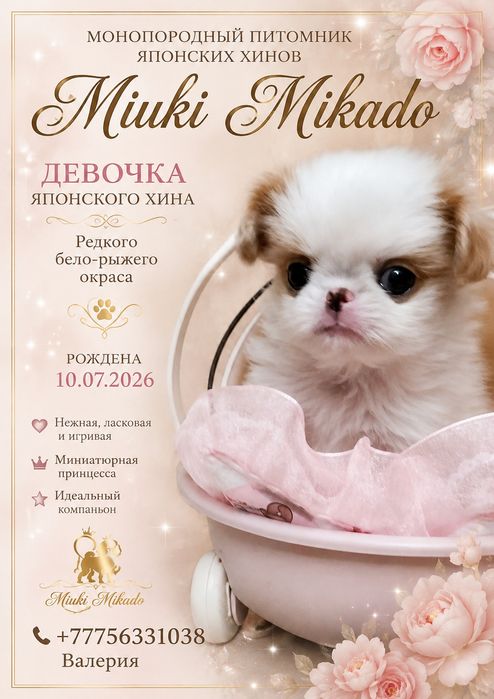 Девочка японского хина.