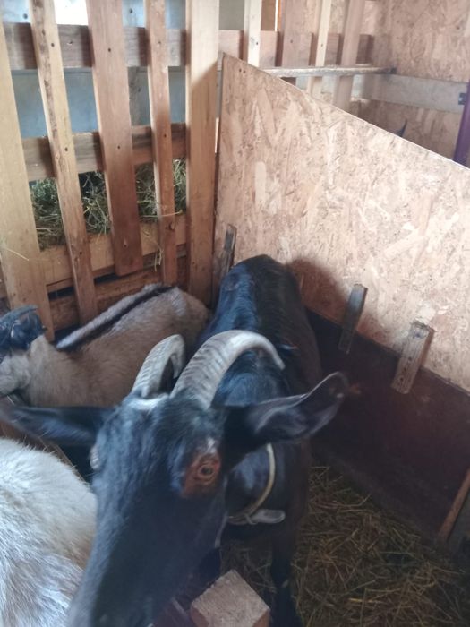 Capre de rasa 2 bucati