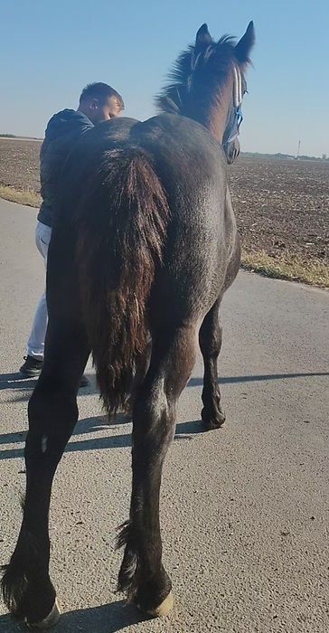 Manz negru greu 7 luni/Tata peste 1000kg