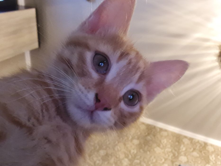 Дарю котят в добрые руки!