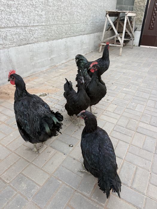 Продам Черных куриц