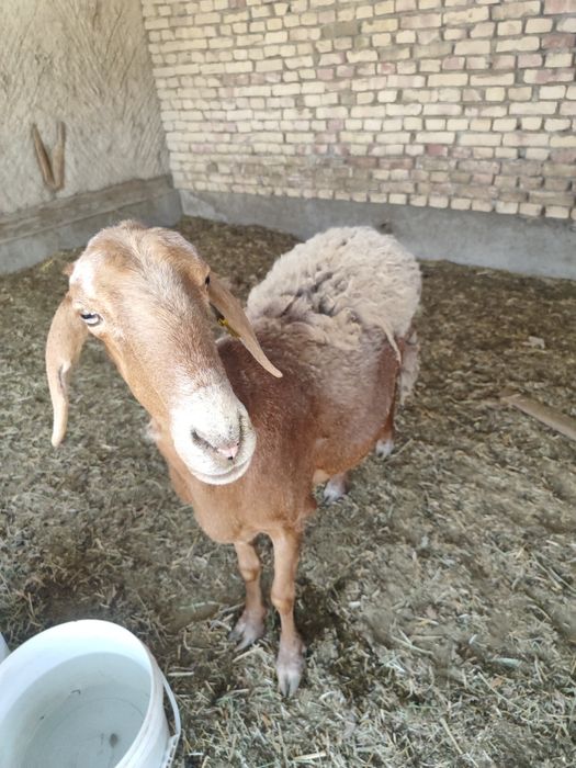 Qirgiz qoy bugoz