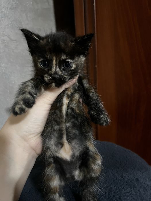 Отдам котят в добрые руки