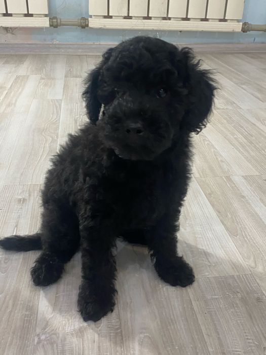 Щенки той пудель мальчики