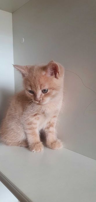 Чудесные котята приносящие счастье))