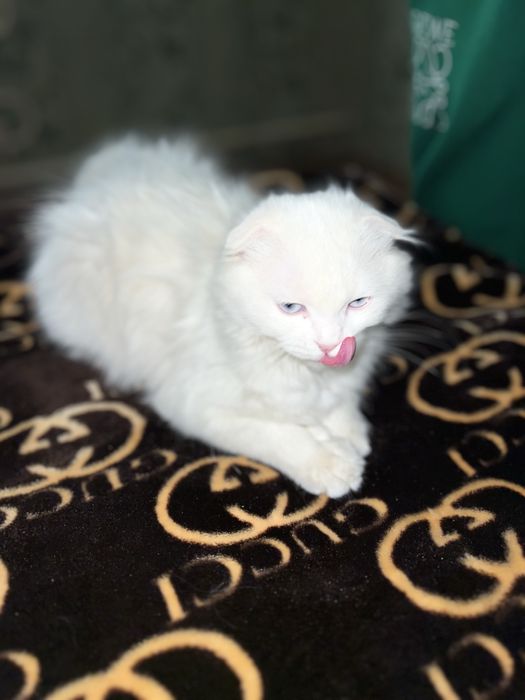 Oppoqina mushukcha sotiladi