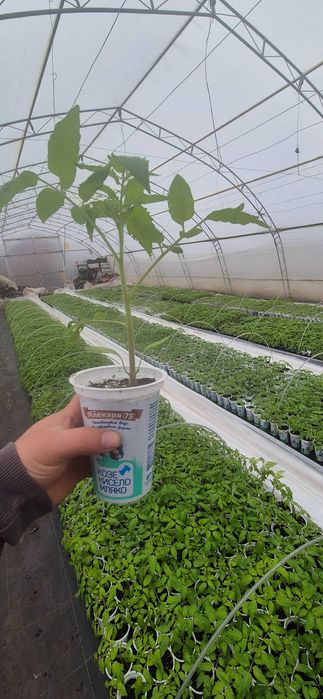 Разсад домати краставици