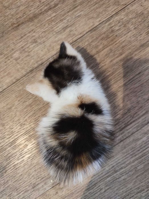 Отдам котёнка бесплатно