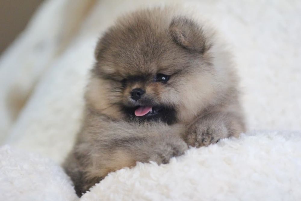 Шикарный мальчик померанского шпица