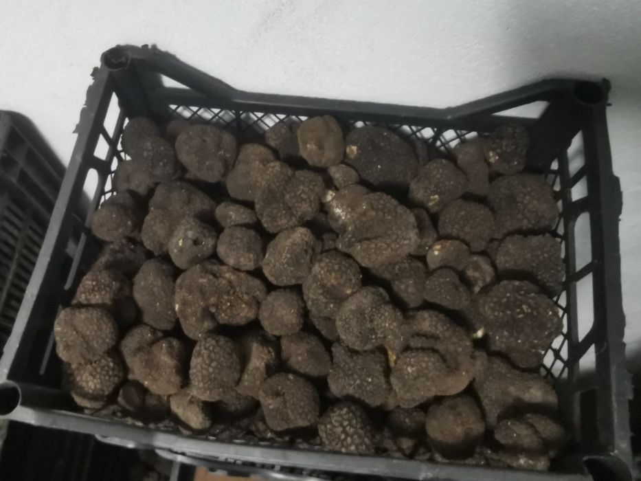 Trufe negre /Tartufi/Truffles