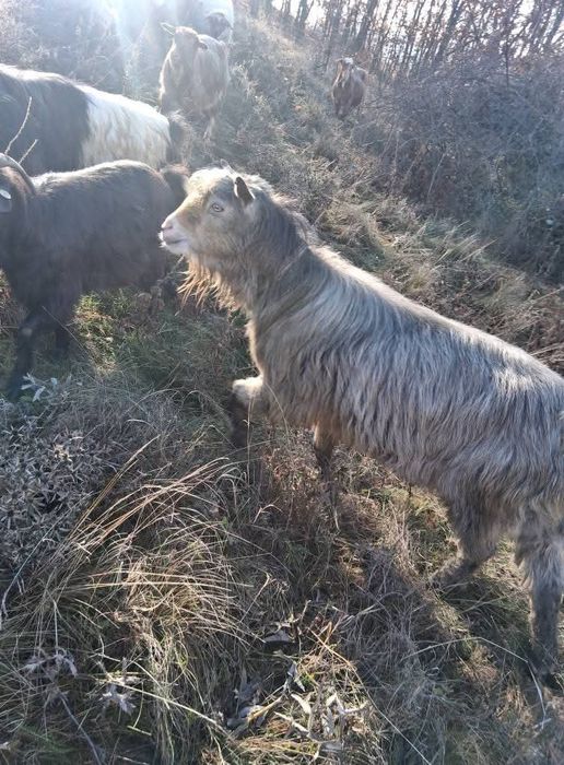 Tapi de vanzare de 2 ani si de 1 an