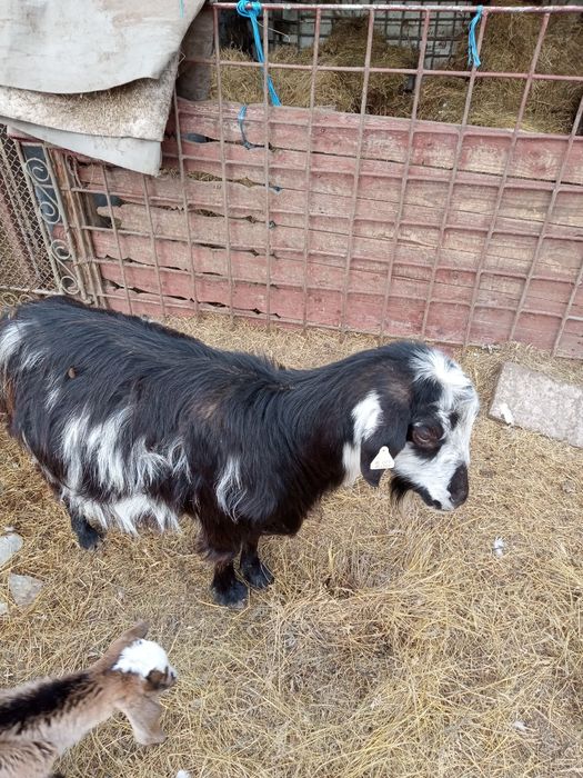 Capre . Astăzi ambele 500 lei au 5 și 6 ani montate cu țap anglonubian