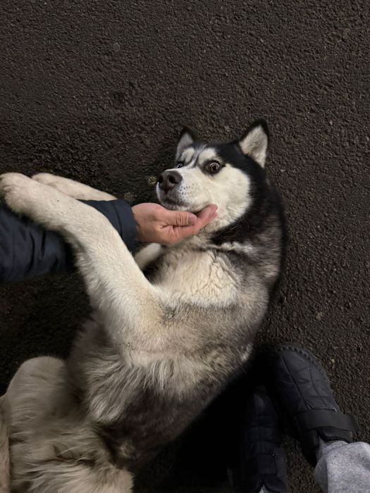 Ищем дом для невероятного хаски