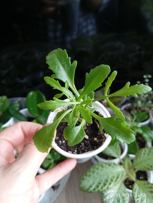 Отростки комнатных растений