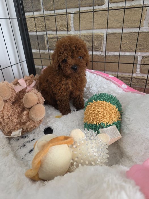 Резервирано !Пудел той момче с документ за произход