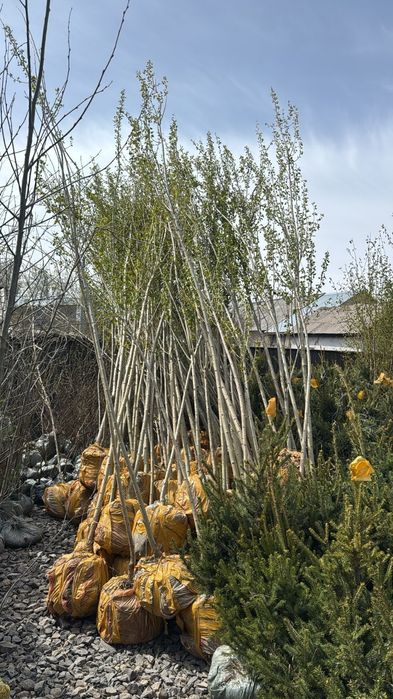 Посадка деревьев и кустарников