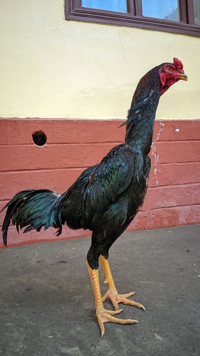 Кореец шоже сатылымда